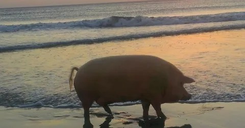 Create meme: pigs at sea, pig at sunset, pig on the seashore