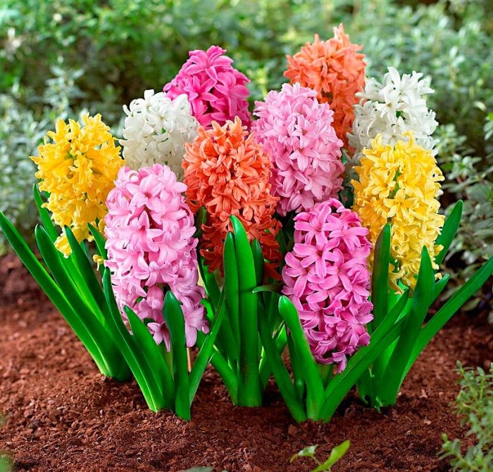 Create meme: hyacinth pearl mix, hyacinths flowers, hyacinths in the garden