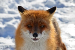 Create meme: Sneaky Fox