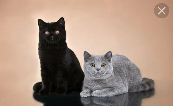 Create meme: British cat , British shorthair cat, The black Scottish cat is straight-eared