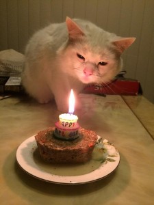 Создать мем: кот с блинами, день рождения, день рождения кошки