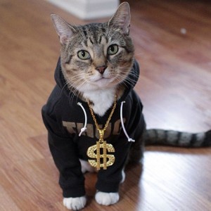 Create meme: cat, cool cat, the cat is gangster