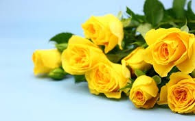 Create meme: yellow rose, a bouquet of yellow roses, beautiful yellow roses