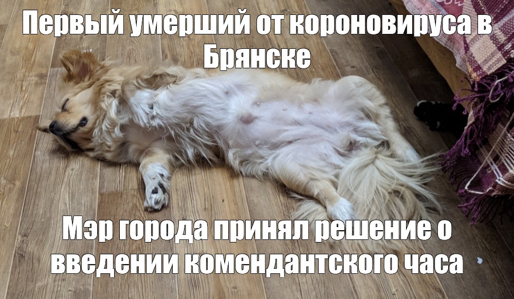 Create Meme Golden Retriever Dog Fat Golden Retriever Pictures Meme Arsenal Com