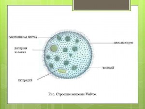 Создать мем: род вольвокс, вольвокс под микроскопом строение, вольвокс строение егэ