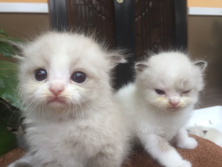 Create meme: little white kittens, cat , Ragdoll kitten