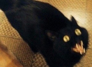 Create meme: a blurry photo black cat, cat, black cat