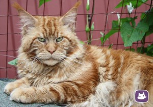 Create meme: the ginger Maine Coon