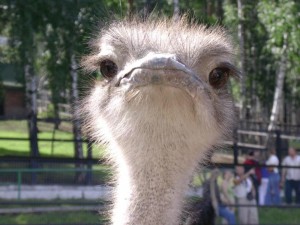 Create meme: ostrich, ostrich bird, ostrich farm