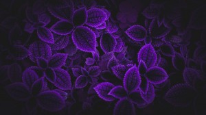 Create meme: purple background dark, dark purple background, beautiful purple background