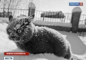 Создать мем: so much cocaine, южнококаинск, кошка кокаин