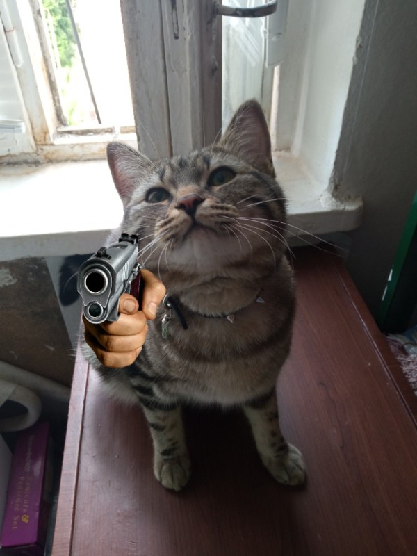 Создать мем: кот снайпер мем, cat with gun, кошка
