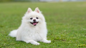 Create meme: Spitz breed, white Pomeranian, Pomeranian