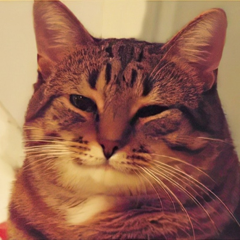 Create meme: happy cat , the cat from the meme, smiling cat meme