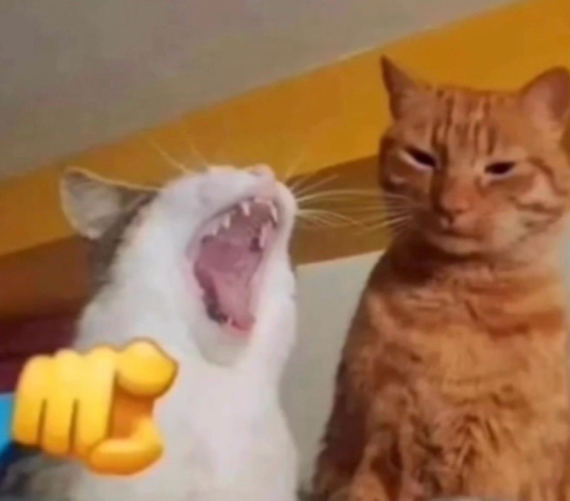 Create meme: memes with cats , memes about cats by laughing, cat with hair meme