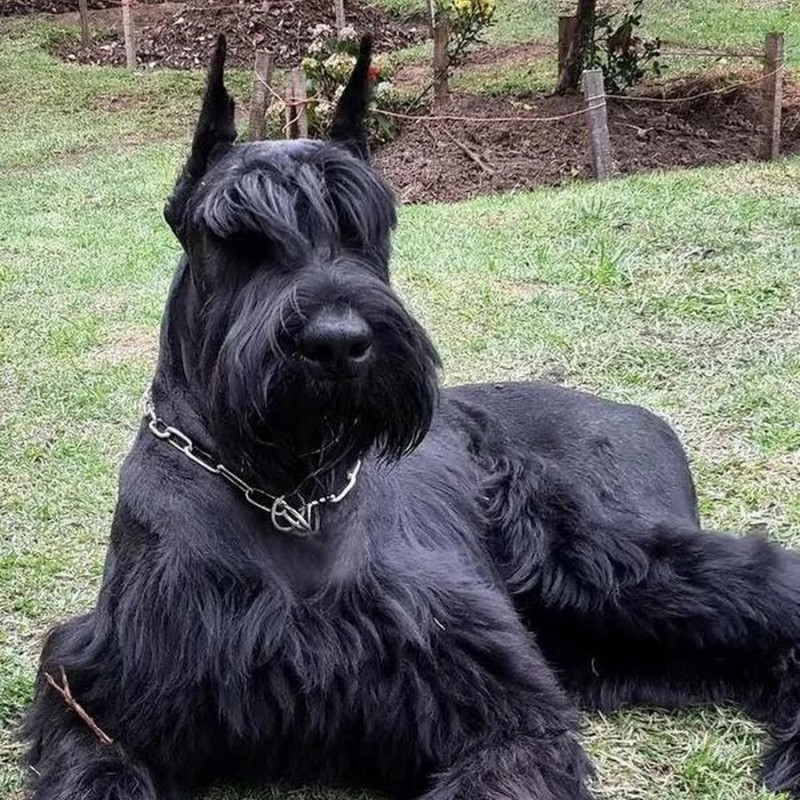 Create meme: the breed of dogs is a Giant Schnauzer, The Schnauzer breed, breed Schnauzer