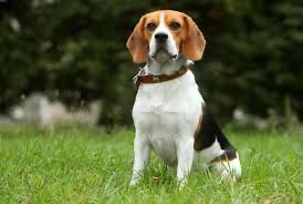 Create meme: Beagle dog, breed Beagle, dog breed Beagle