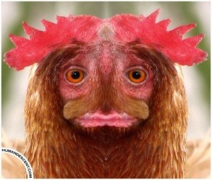 Create meme: birds, memes, drunk chicken