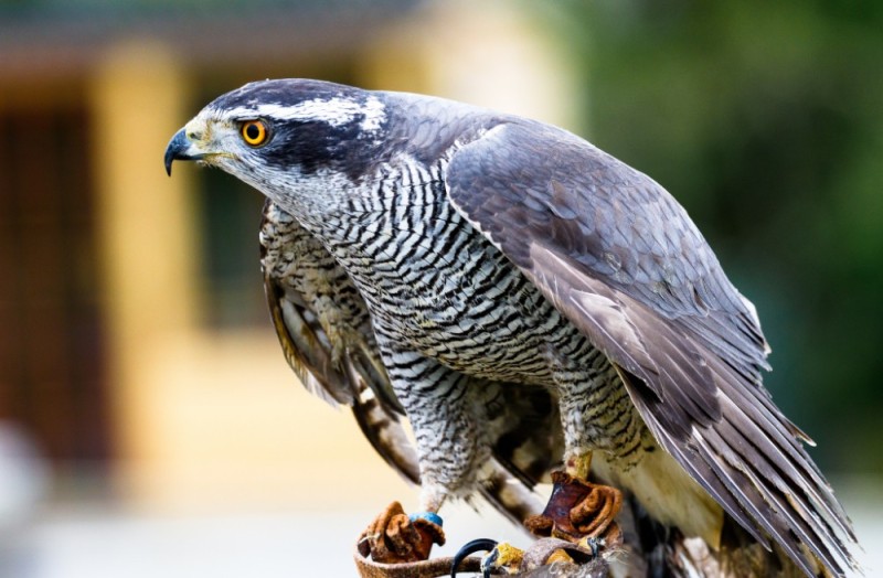 Create meme: The goshawk, bird hawk grouse, hawk bird