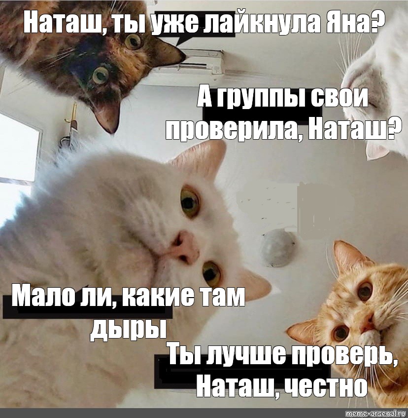 Фото коты и наташа