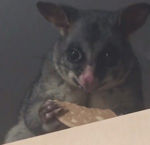 Create meme: sugar possum