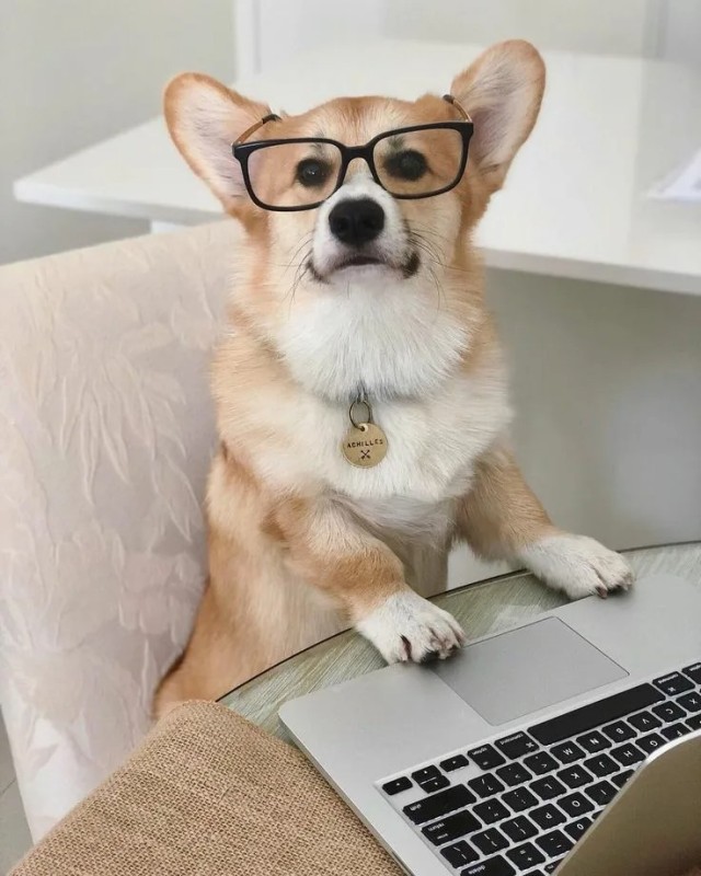 Create meme: corgi welsh, corgis with glasses, clever dog