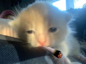 Create meme: cat, kitty, cat with a cigarette