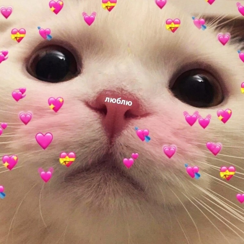 Create meme: cute cat meme, cute cat with hearts, cute cats 