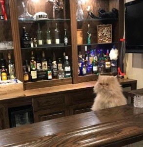Create meme: bar, cat the bartender pictures, bar and bartender
