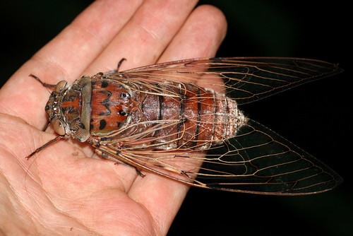 Create meme: cicadas cicadas, big fly, Cicada