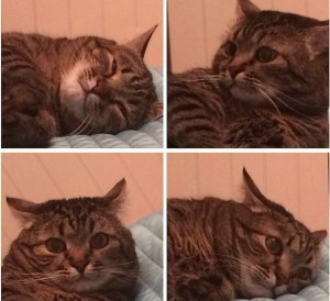Создать мем: кот кот, мемы про котэ, котик проснулся мем