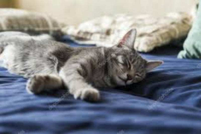 Create meme: cat , sleeping grey cat, cat 