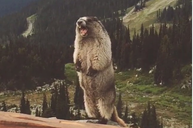 Create meme: the screaming beaver, the screaming gopher, a groundhog screams in the mountains