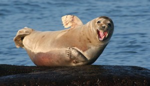 Create meme: Navy seals, the seal flaps flippers, seal smiling