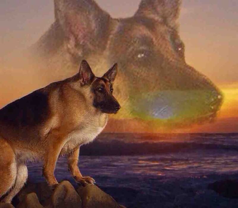 Create meme: German shepherd meme, german shepherd memes, meme with a shepherd dog at sunset