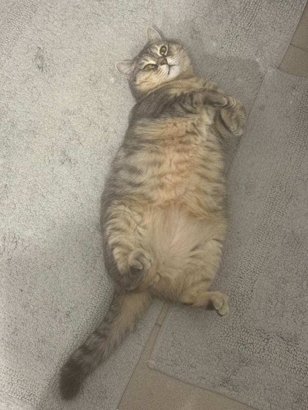 Create meme: cat, cat fat, fat cats