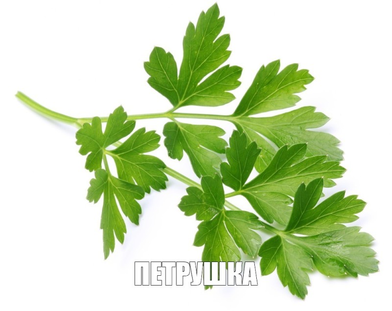 Create meme: common leaf parsley, parsley leaves, fresh parsley