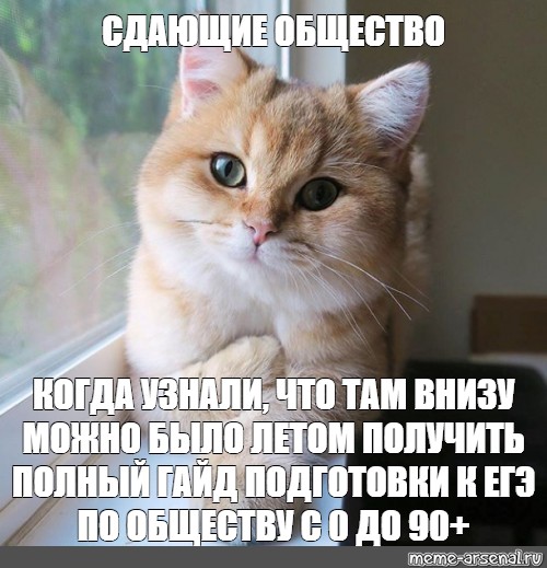 Жизнь кота. Это жизнь Мем кот. Жизненные мемы с котами. Мем про жизнь. Мемы про котов и жизнь.