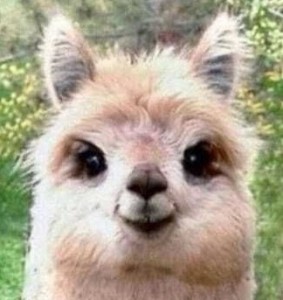 Create meme: alpaca, Lama, Alpaca