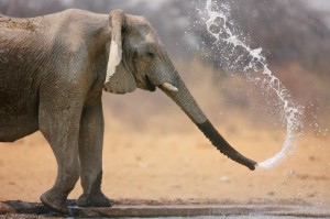 Create meme: elephants, cute photo of elephant, elephant