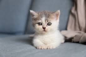 Create meme: British Shorthair kittens, silver chinchilla, British chinchilla