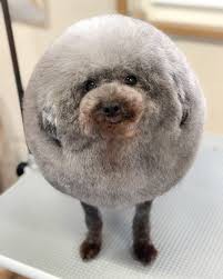 Create meme: poodle dog