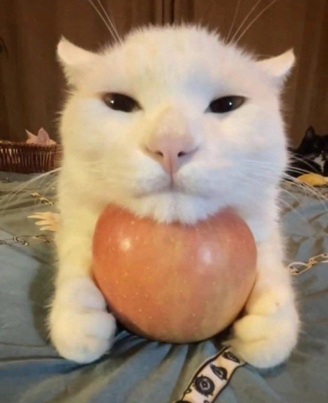 Создать мем: мандариновый кот, смешные коты, кот
