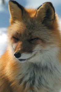 Create meme: Sly Fox