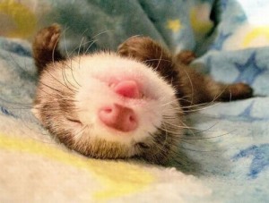 Create meme: tired ferret