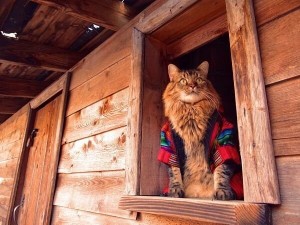 Create meme: cat Barsik, cat in the village, cat