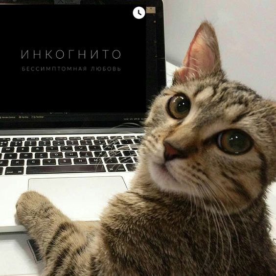 Создать мем: котэ, котики, кот айтишник