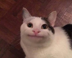 Create meme: memes, blue-eyed cat, fun