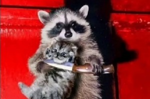 Create meme: raccoons, a raccoon with a knife, raccoon gargle