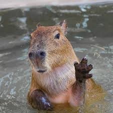 Create meme: capybara capybara, capybara and otter, capybara guinea pig